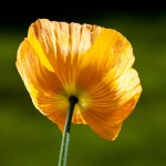Orange Flower 1
